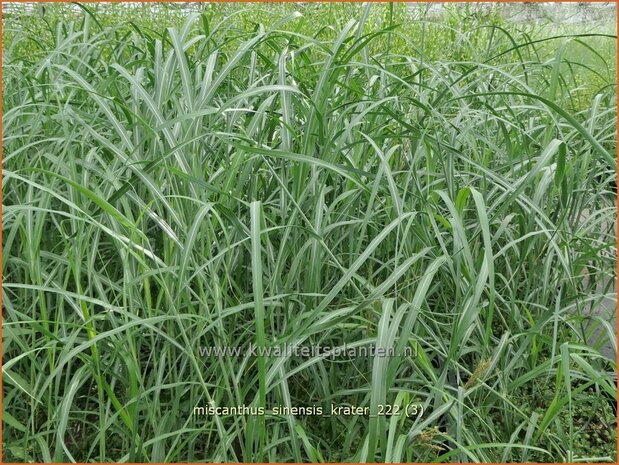 Miscanthus sinensis 'Krater' | Chinees prachtriet, Chinees riet, Japans sierriet, Sierriet | Chinaschilf | Eulali
