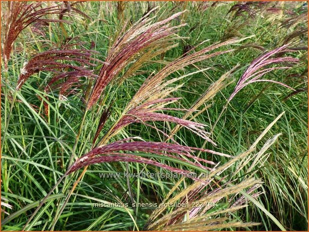 Miscanthus sinensis 'Rotsilber' | Chinees prachtriet, Chinees riet, Japans sierriet, Sierriet | Chinaschilf | Eulalia