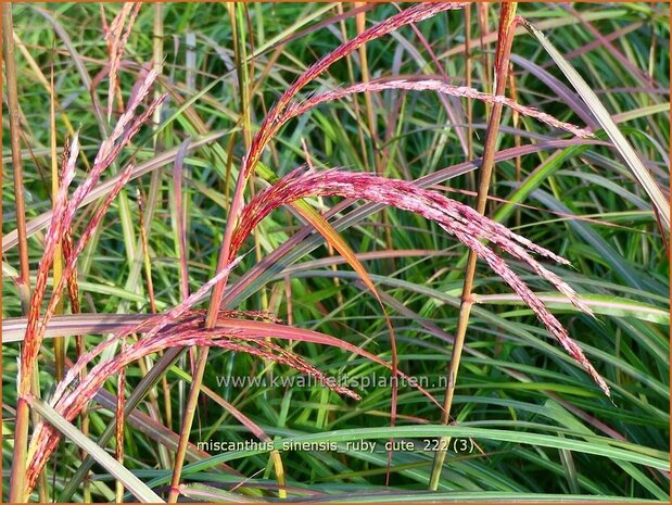 Miscanthus sinensis 'Ruby Cute' | Chinees prachtriet, Chinees riet, Japans sierriet, Sierriet | Chinaschilf | Eul