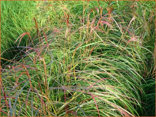 Miscanthus sinensis 'Ruby Cute' | Chinees prachtriet, Chinees riet, Japans sierriet, Sierriet | Chinaschilf | Eulalia