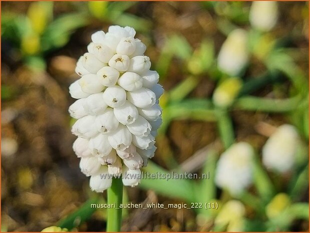 Muscari aucheri 'White Magic' | Blauwe druifjes, Druifhyacint | Türkische Traubenhyazinthe | Grape Hyacinth