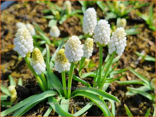 Muscari aucheri 'White Magic' | Blauwe druifjes, Druifhyacint | Türkische Traubenhyazinthe | Grape Hyacinth