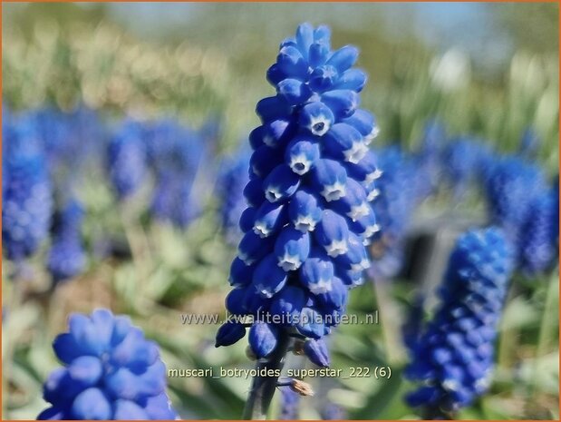 Muscari botryoides 'Superstar' | Blauwe druifjes, Druifhyacint | Bisamhyazinthe | Grape Hyacinth
