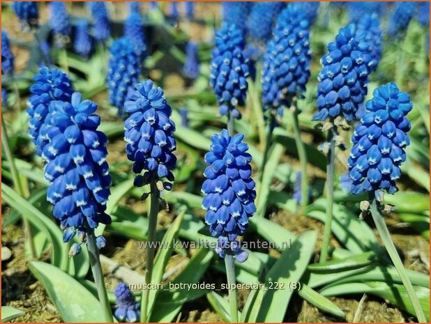 Muscari botryoides 'Superstar' | Blauwe druifjes, Druifhyacint | Bisamhyazinthe | Grape Hyacinth
