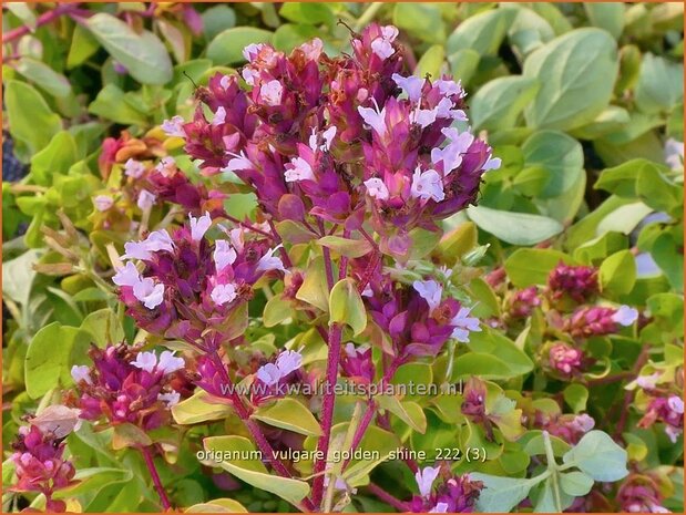 Origanum vulgare 'Golden Shine' | Wilde marjolein, Oregano, Marjolein, Majoraan | Gelbblättriger Heideg&#x