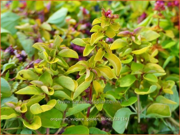 Origanum vulgare 'Golden Shine' | Wilde marjolein, Oregano, Marjolein, Majoraan | Gelbblättriger Heideg&#x