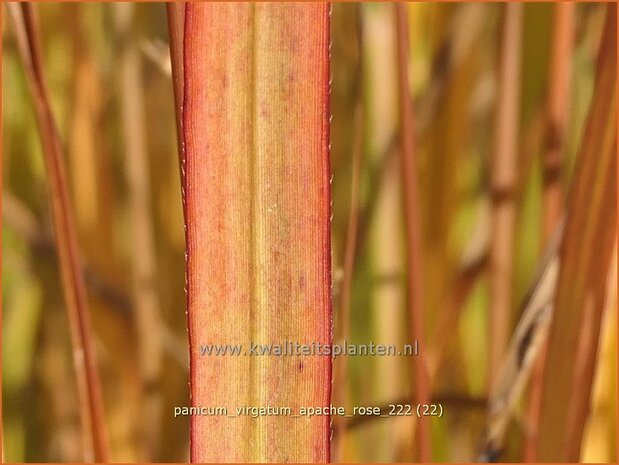 Panicum virgatum 'Apache Rose' | Vingergras, Parelgierst | Rutenhirse | Wand Panic Grass