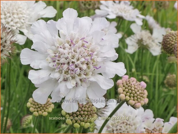 Scabiosa columbaria 'Kudo White' | Duifkruid, Schurftkruid | Tauben-Skabiose | Pigeon's Scabious