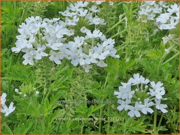 Verbena canadensis 'White' | IJzerhard | Kanadisches Eisenkraut | Canadian Vervain