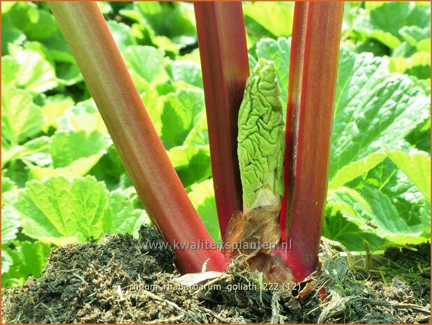 Rheum rhabarbarum 'Goliath' | Rabarber | Gartenrhabarber | Garden Rhubarb