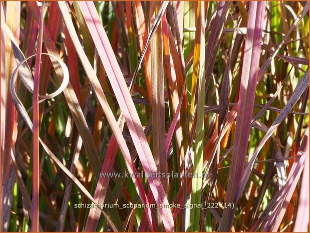 Schizachyrium scoparium 'Smoke Signal' | Klein prairiegras | Kleines Präriegras | Little Bluestem