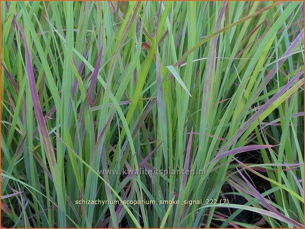 Schizachyrium scoparium 'Smoke Signal' | Klein prairiegras | Kleines Präriegras | Little Bluestem
