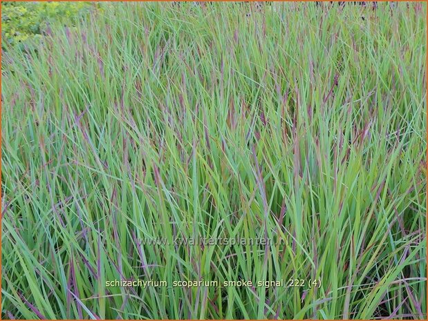 Schizachyrium scoparium 'Smoke Signal' | Klein prairiegras | Kleines Präriegras | Little Bluestem