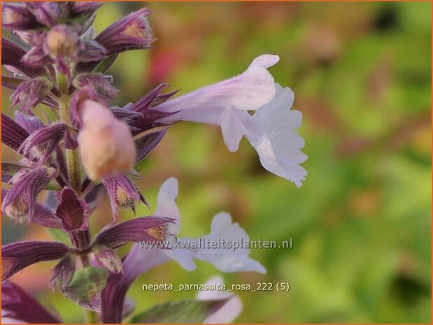 Nepeta parnassica 'Rosa' | Reuzenkattenkruid, Grieks kattenkruid, Kattenkruid | Griechische Katzenminze | Greek c