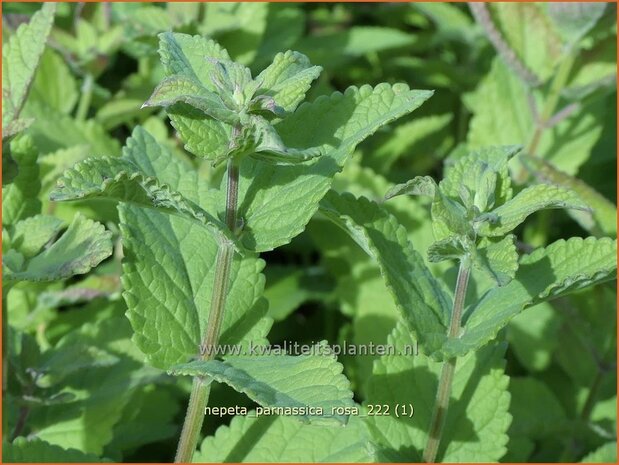 Nepeta parnassica 'Rosa' | Reuzenkattenkruid, Grieks kattenkruid, Kattenkruid | Griechische Katzenminze | Greek c