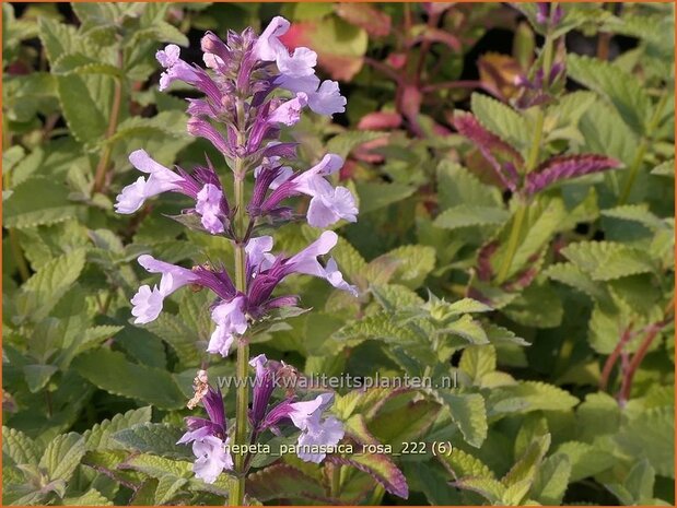 Nepeta parnassica 'Rosa' | Reuzenkattenkruid, Grieks kattenkruid, Kattenkruid | Griechische Katzenminze | Greek c