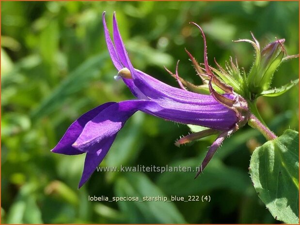 Lobelia speciosa 'Starship Blue' | Kardinaalsbloem, Vaste lobelia | Kardinals-Lobelie | Lobelia