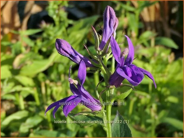Lobelia speciosa 'Starship Blue' | Kardinaalsbloem, Vaste lobelia | Kardinals-Lobelie | Lobelia