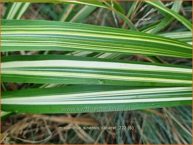 Miscanthus sinensis &#39;Cabaret&#39; (pot 11 cm)
