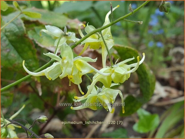 Epimedium lishihchenii | Elfenbloem | Elfenblume | Barrenwort