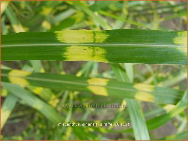 Miscanthus sinensis 'Giraffe' | Zebragras, Prachtriet, Chinees riet, Japans sierriet | Zebraschilf | Zebra grass