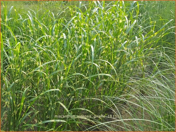 Miscanthus sinensis 'Giraffe' | Zebragras, Prachtriet, Chinees riet, Japans sierriet | Zebraschilf | Zebra grass