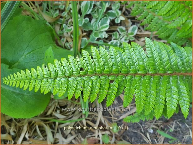 Polystichum neolobatum | Aziatische Sabelvaren, Naaldvaren | Asiatischer glanzschildfarn | Asian Saber Fern