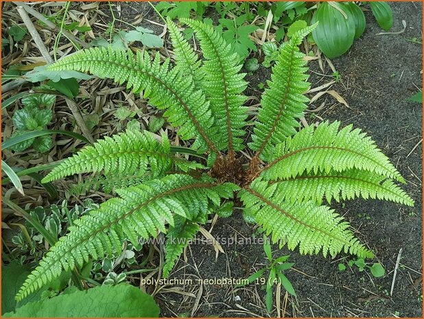 Polystichum neolobatum | Aziatische Sabelvaren, Naaldvaren | Asiatischer glanzschildfarn | Asian Saber Fern