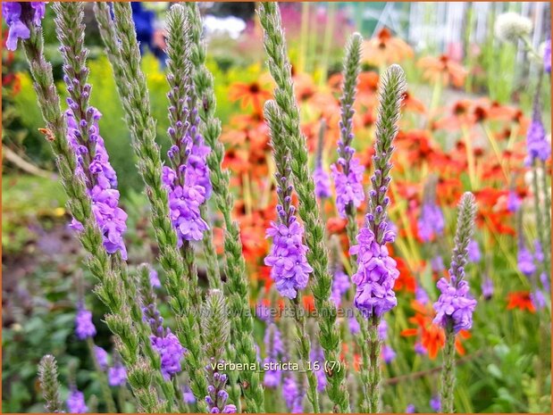 Verbena stricta | Lavendel-ijzerhard, IJzerhard | Straffes Eisenkraut | Hoary Vervain