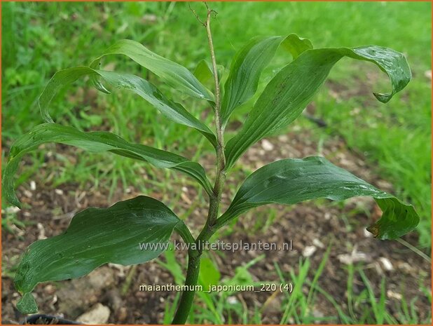 Maianthemum japonicum | Schattenblume | May Lily