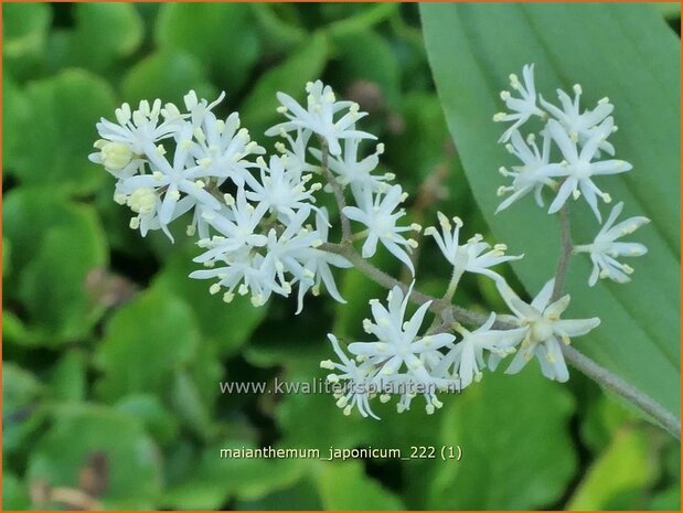 Maianthemum japonicum | Schattenblume | May Lily