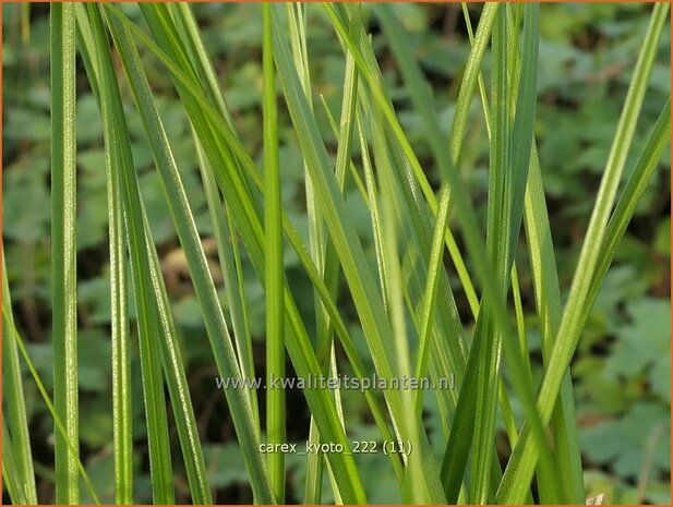 Carex 'Kyoto' | Zegge | Segge | Sedge