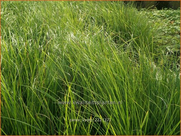 Carex 'Kyoto' | Zegge | Segge | Sedge