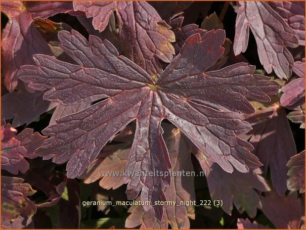 Geranium maculatum 'Stormy Night' | Gevlekte ooievaarsbek, Ooievaarsbek, Tuingeranium, Geranium | Amerikanischer Stor