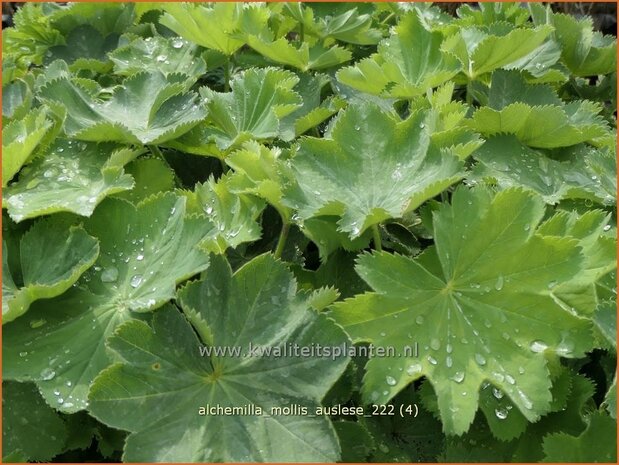 Alchemilla mollis 'Auslese' | Vrouwenmantel | Großblättriger Frauenmantel | Lady's Mantle