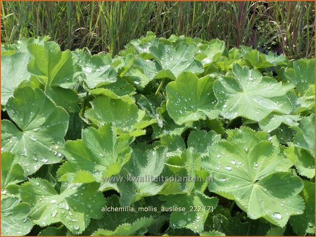 Alchemilla mollis 'Auslese' | Vrouwenmantel | Großblättriger Frauenmantel | Lady's Mantle