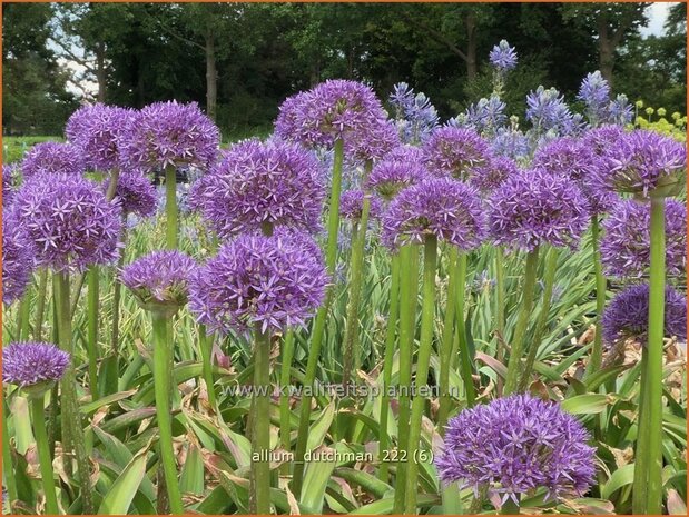 Allium 'Dutchman' | Sierui, Look | Lauch | Ornamental Onion