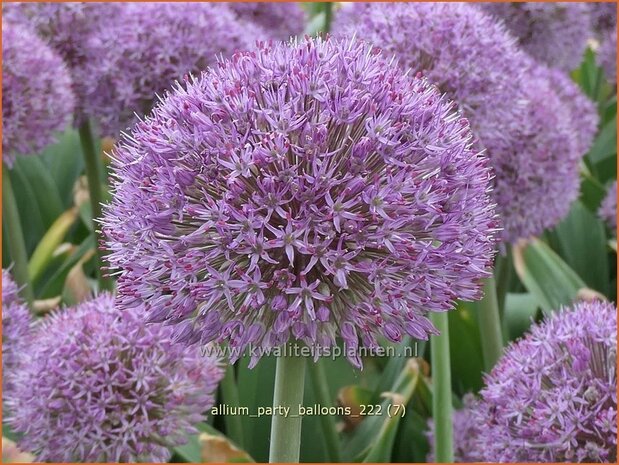 Allium 'Party Balloons' | Sierui, Look | Lauch | Ornamental Onion