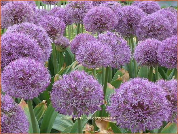 Allium 'Party Balloons' | Sierui, Look | Lauch | Ornamental Onion