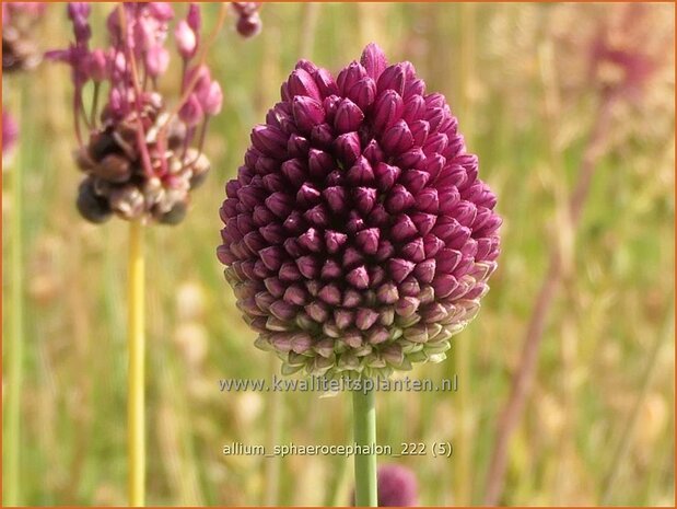 Allium sphaerocephalon | Trommelstokje, Kogellook, Kalklook, Sierui | Kugelkopfiger Lauch | Drumsticks