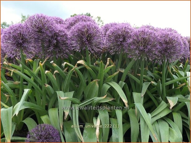 Allium 'Universe' | Sierui, Look | Lauch | Ornamental Onion