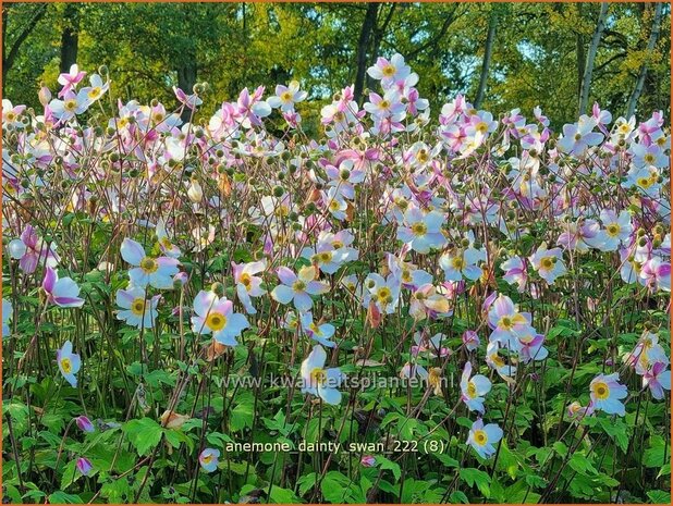 Anemone 'Dainty Swan' | Herfstanemoon, Japanse anemoon, Anemoon | Anemone | Anemone