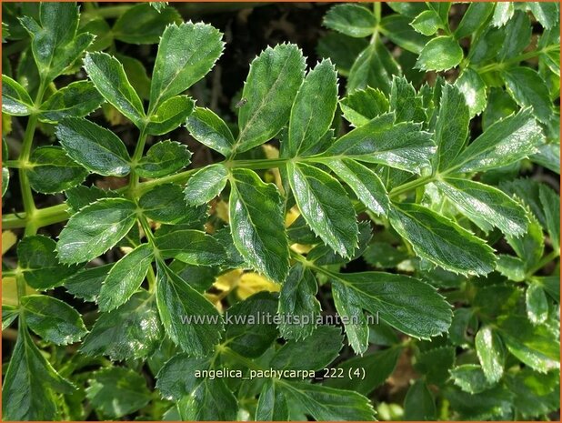 Angelica pachycarpa | Engelwortel | Iberische Engelwurz | Portuguese Angelica