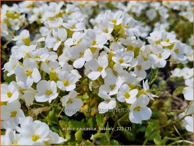 Arabis caucasica 'Bakkely' | Randjesbloem, Rijstebrij | Kaukasische Gänsekresse | Mountain Rock Cress