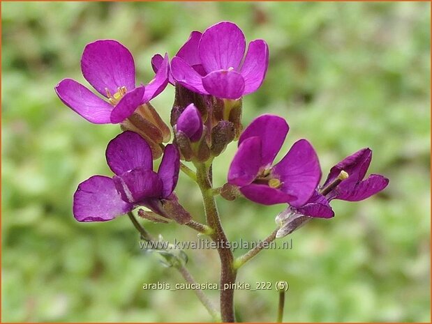 Arabis caucasica 'Pinkie' | Randjesbloem, Rijstebrij | Kaukasische Gänsekresse | Mountain Rock Cress