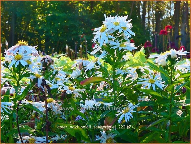 Aster novi-belgii 'Zauberspiel' | Nieuw-Nederlandse aster, Herfstaster, Aster | Glattblatt-Aster | New York Aster