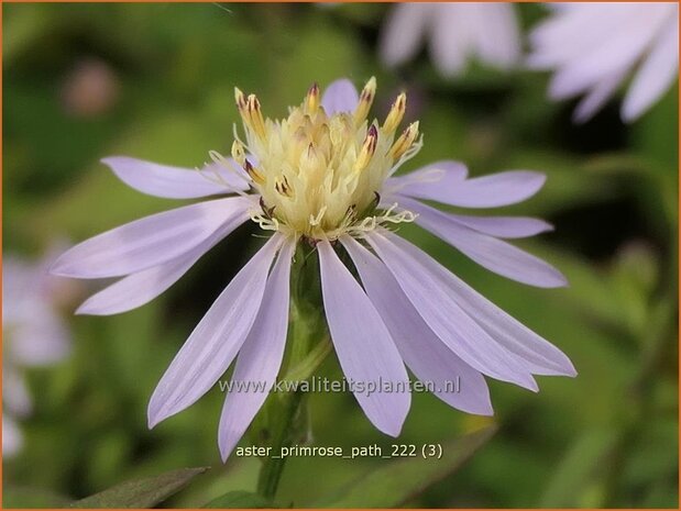 Aster 'Primrose Path' | Aster | Aster | Aster