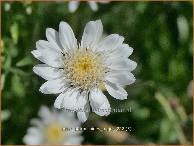 Aster ptarmicoides 'Major' | Aster | Hochland-Aster | White Aster
