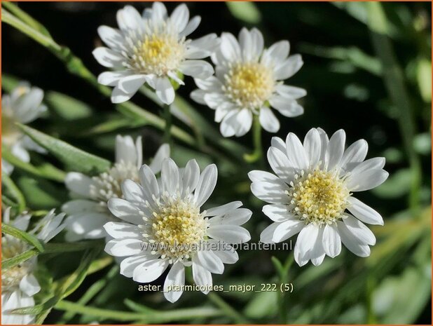 Aster ptarmicoides 'Major' | Aster | Hochland-Aster | White Aster