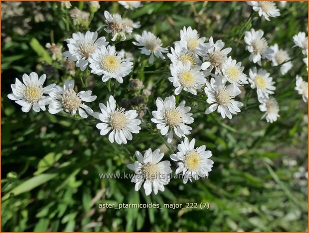 Aster ptarmicoides 'Major' | Aster | Hochland-Aster | White Aster